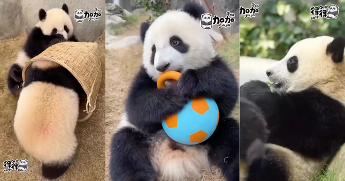 「加加得得」玩得「Chill輕鬆」 海洋公園﹕好好捉緊暑假的尾巴