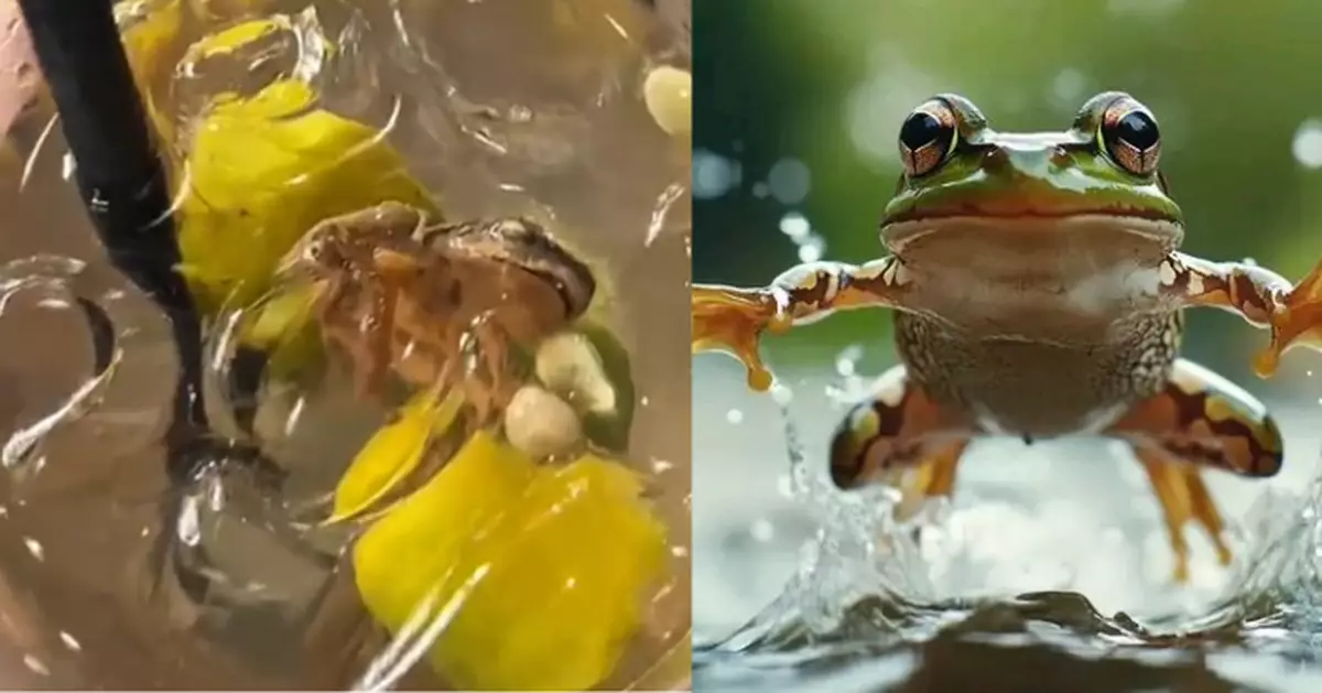大馬餐館酸梅冰現「青蛙屍」　女子反胃作嘔​餐廳拒道歉拒賠償