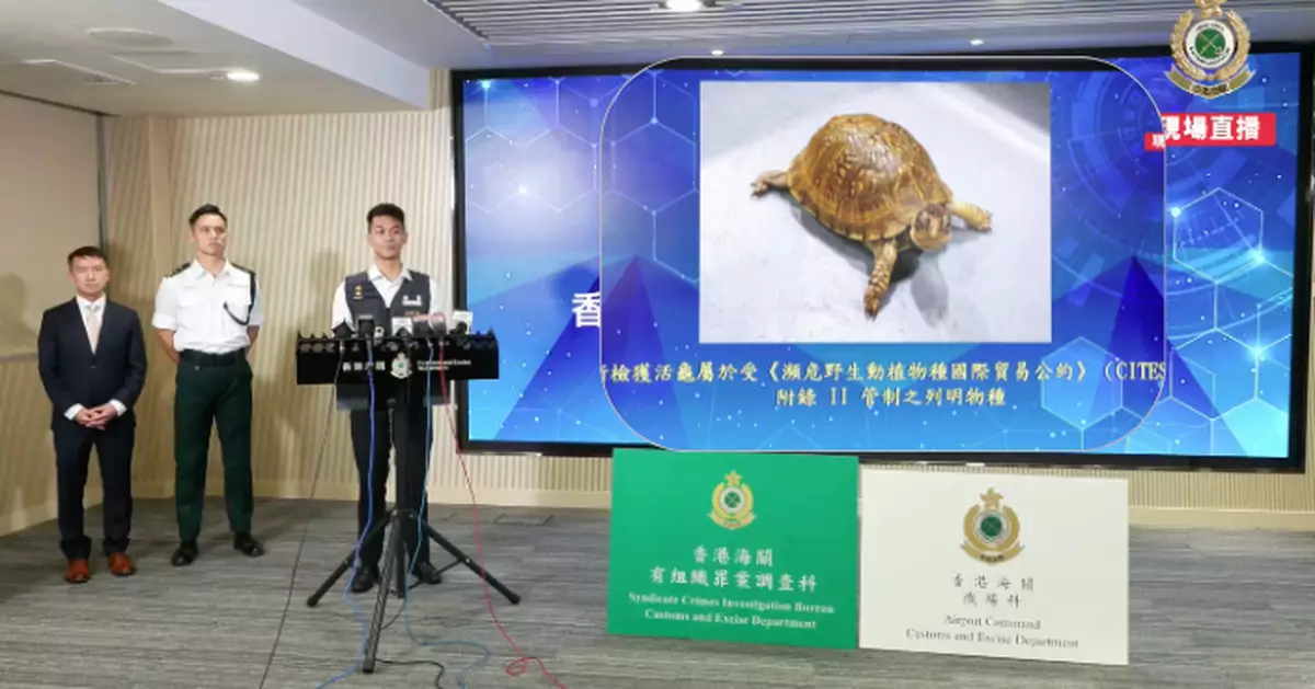 海關機場檢值431萬活龜活珊瑚拘5人 以空運郵包偷運瀕危物種來港