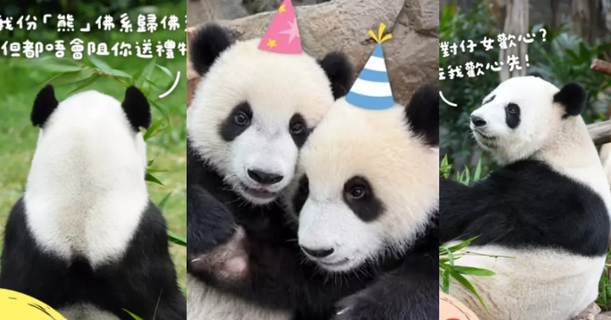 海洋公園正式踏入熊貓生日月   除咗「家姐細佬」原來仲有兩位壽星