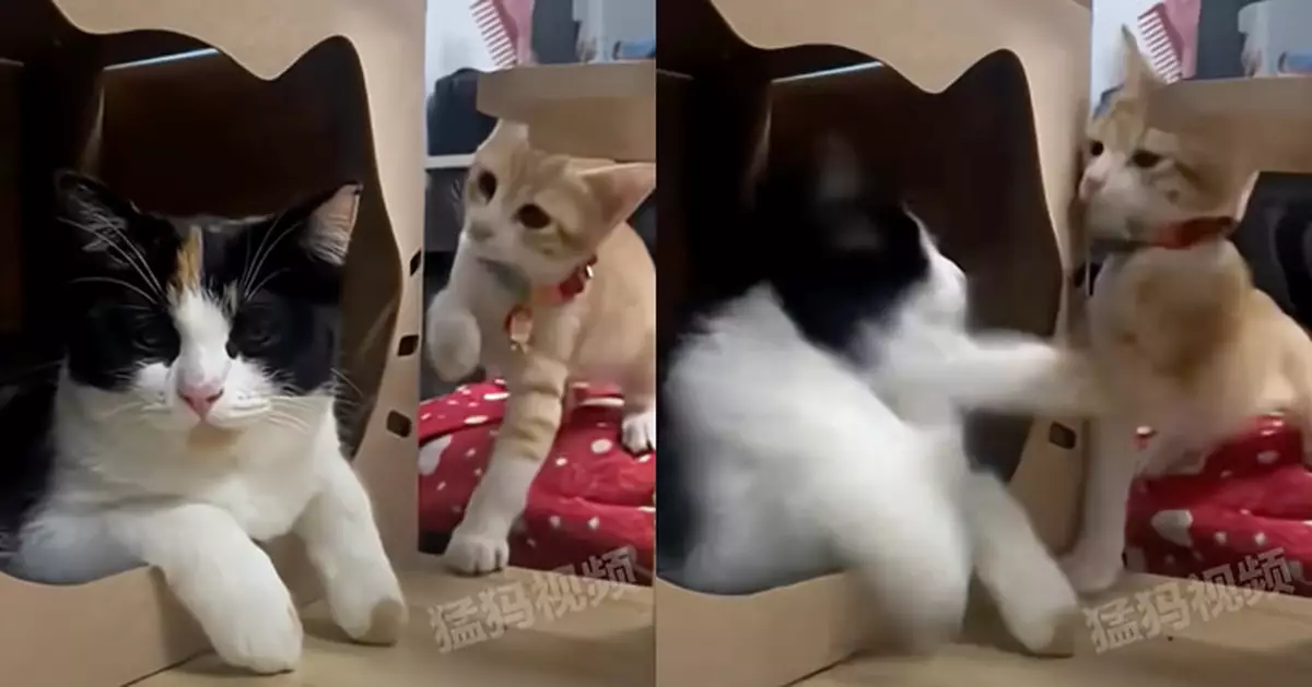 有片！新養貓貓跟原住民打招呼遭無視 不給面子直接「兜巴星」下馬威！