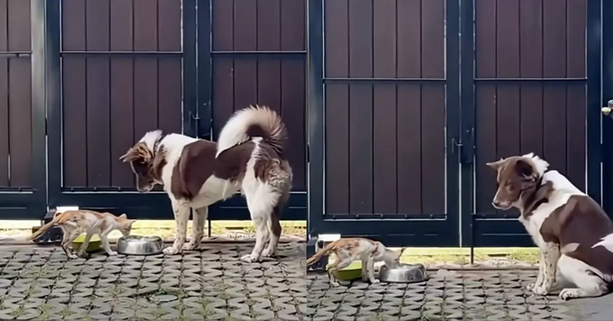 瘦弱流浪貓闖民宅覓食 善良狗狗讓出食物 兼在旁邊全程守護感動全網