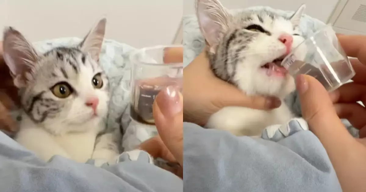 天使貓貓為了趕快病好 主動接過藥水3秒喝光 網民驚訝：比我喝的還快