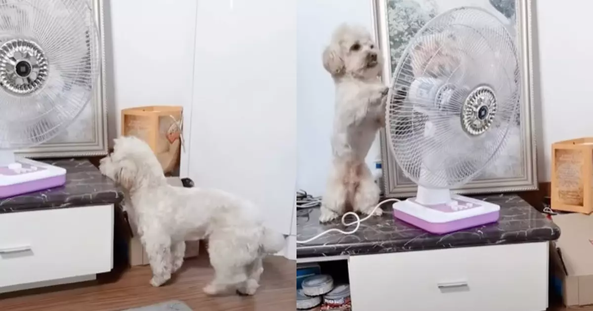 熱到頂唔順！寵物狗「越獄」自調電扇方向回籠後仲識閂門 飼主都看呆