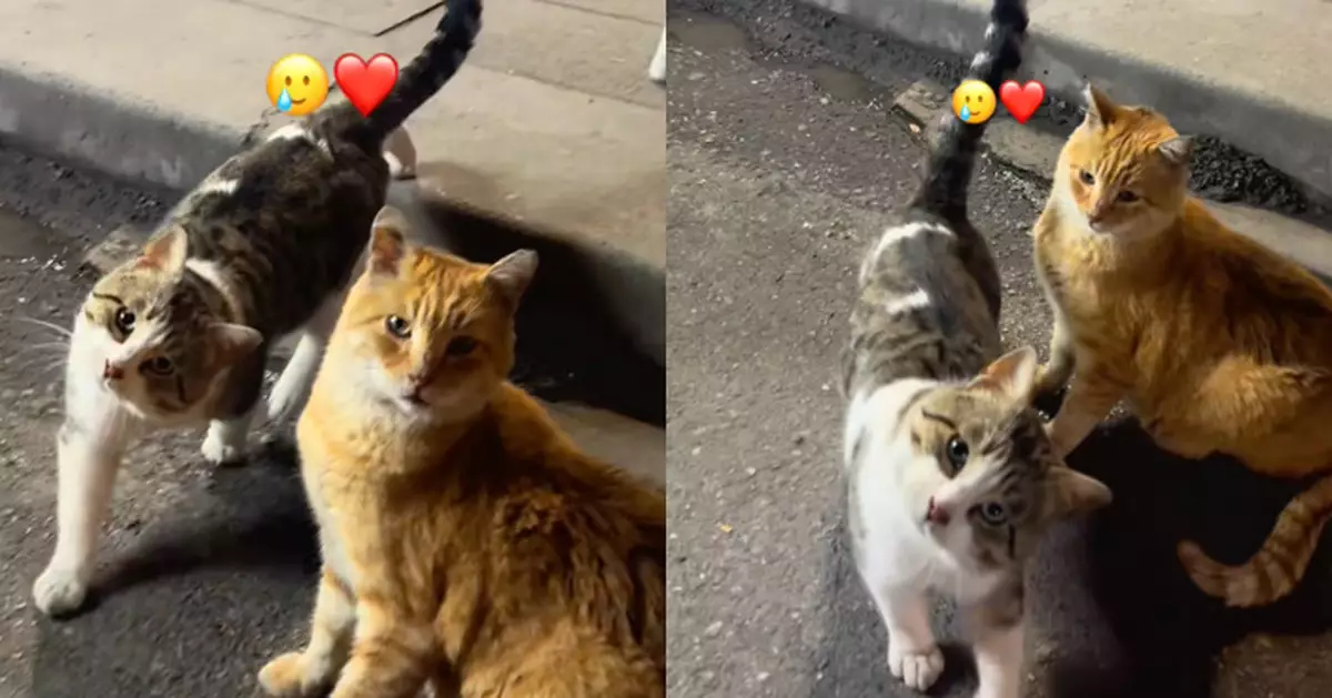 流浪貓「90度歪頭」可愛影片吸引千萬網民 背後真相有洋蔥