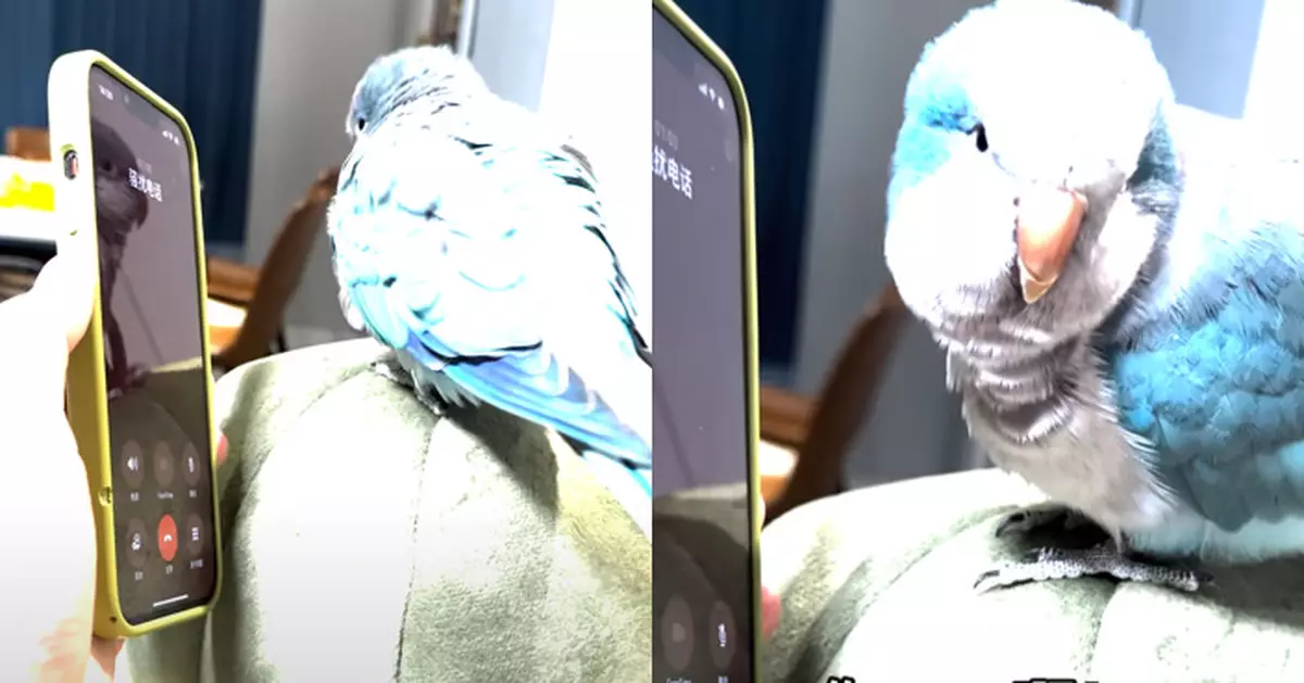 鸚鵡替飼主接詐騙電話「3句話」激到對方惱羞成怒 網民大讚醒目