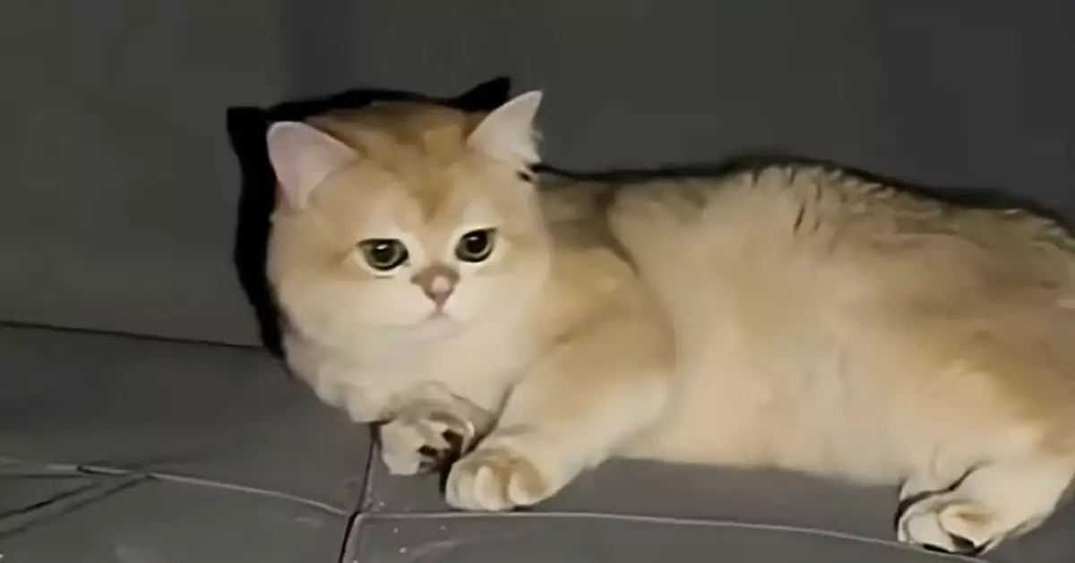 出門打麻將屋企遭愛貓意外炸成廢墟 飼主苦笑：打麻將沒胡 家裡先炸糊了