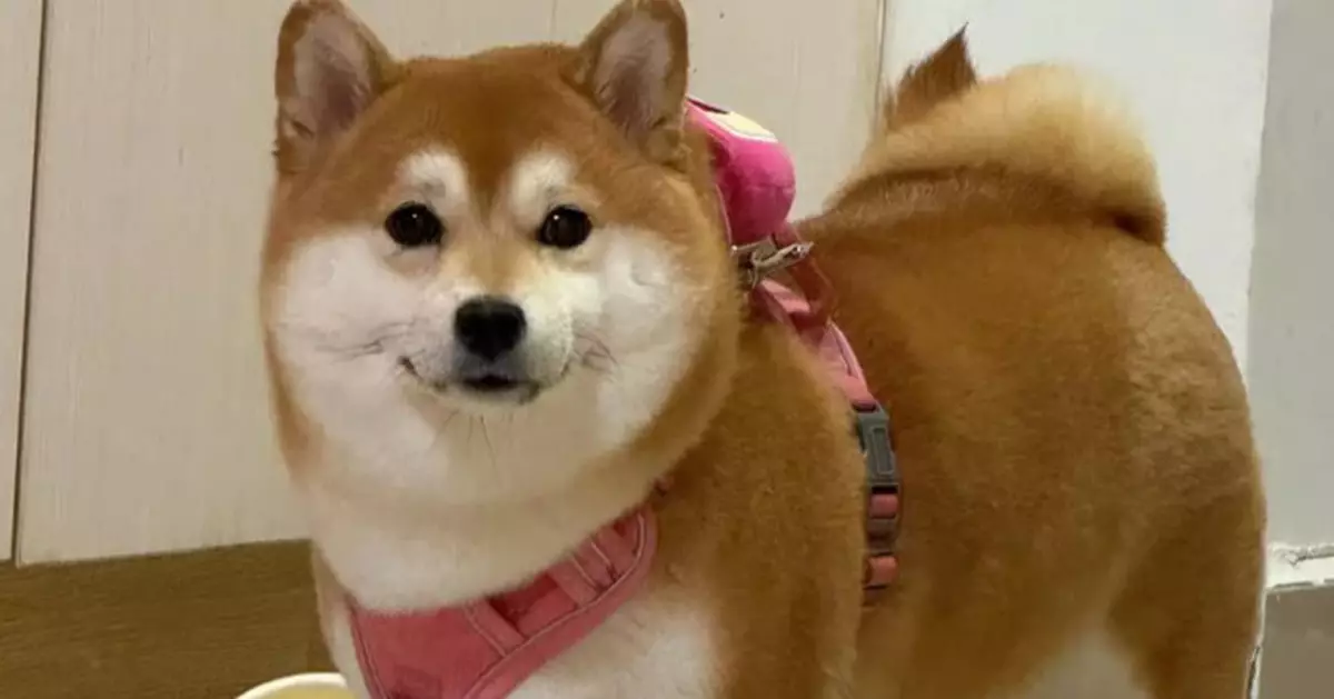 同居男友從未交租更嫌棄領養柴犬「醜又不純種」 台女嬲爆提分手