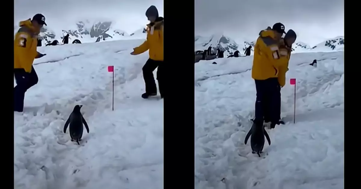 前行遇情侶放閃擋路 禮貌企鵝站一旁乖乖等候 網民看呆：牠修養很好