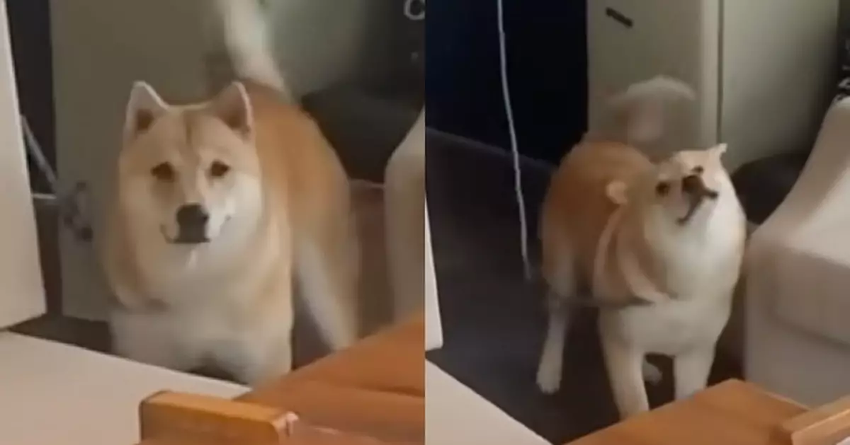 有片！飼主去泛舟狗狗遭獨留酒店落寞等待 一見主人喜出望外瘋狂搖尾