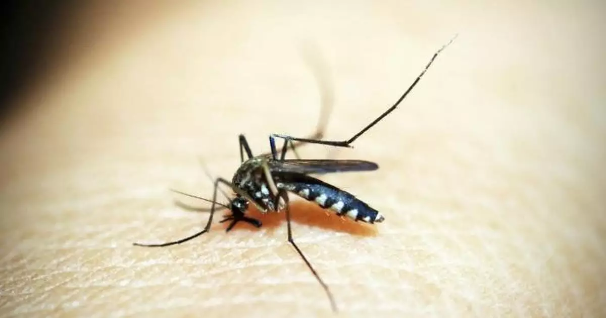 本港增3宗外地傳入登革熱個案　病人潛伏期曾到柬埔寨菲律賓泰國