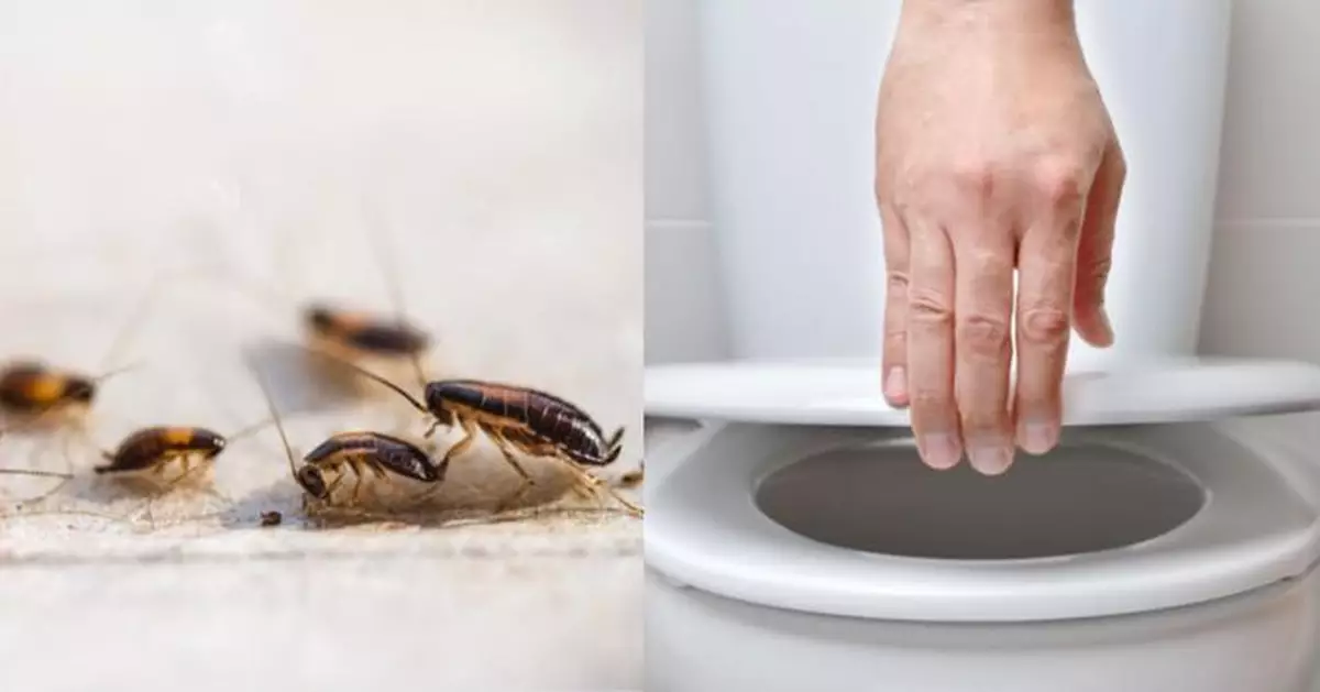 切勿將蟑螂丟馬桶沖走？ 日本專家警告會有「2大恐怖後果」