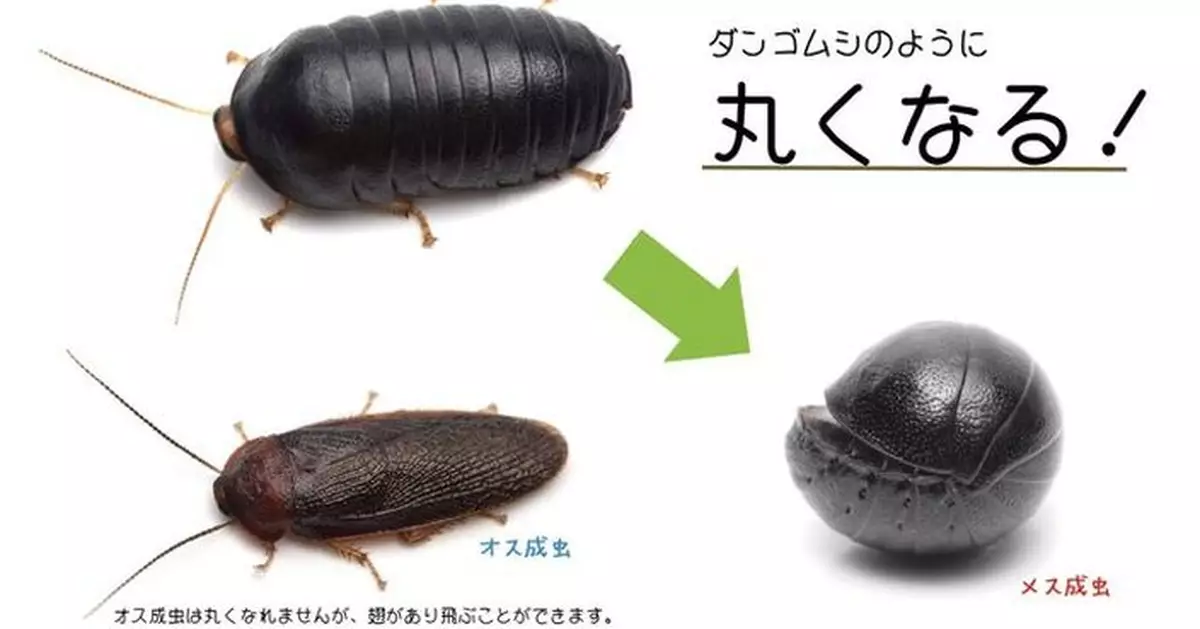 日本學者發現新品種蟑螂蓬萊球蠊 體型小巧外型似鼠婦