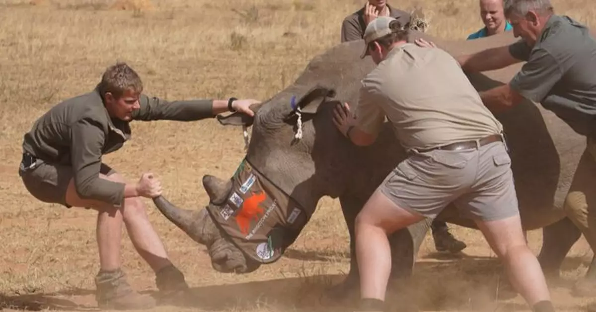 創新科學法阻嚇盜獵 南非科學家為犀牛角注入微量放射性物質