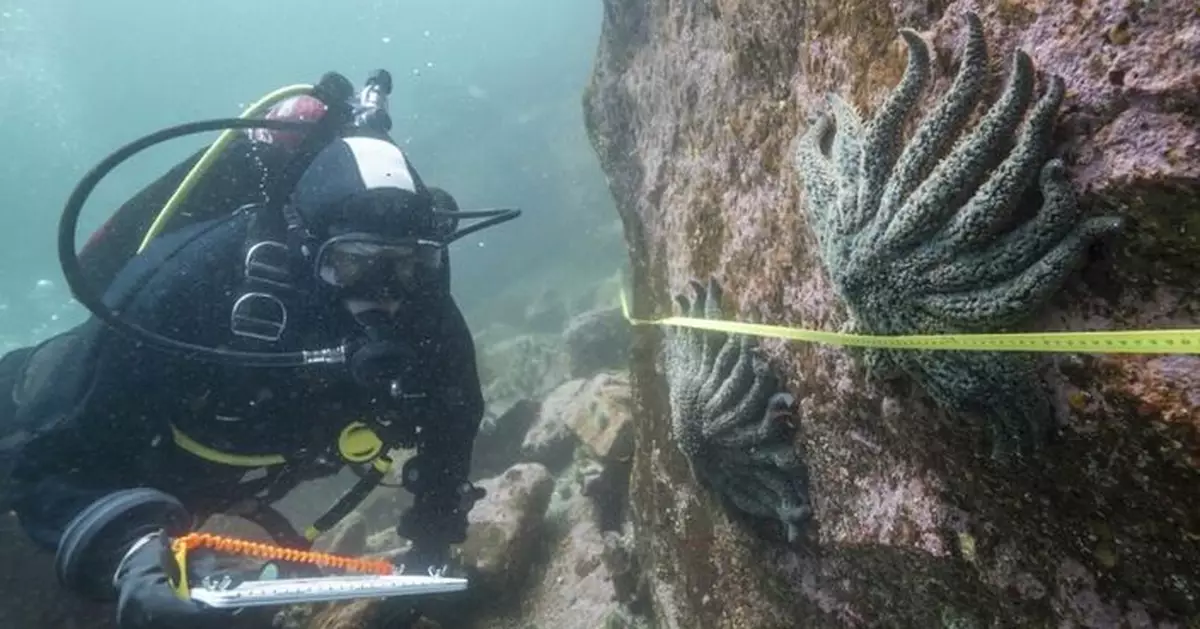 北美海岸50多億海星12年來染怪病死亡 科學家解謎團指兇手是「它」