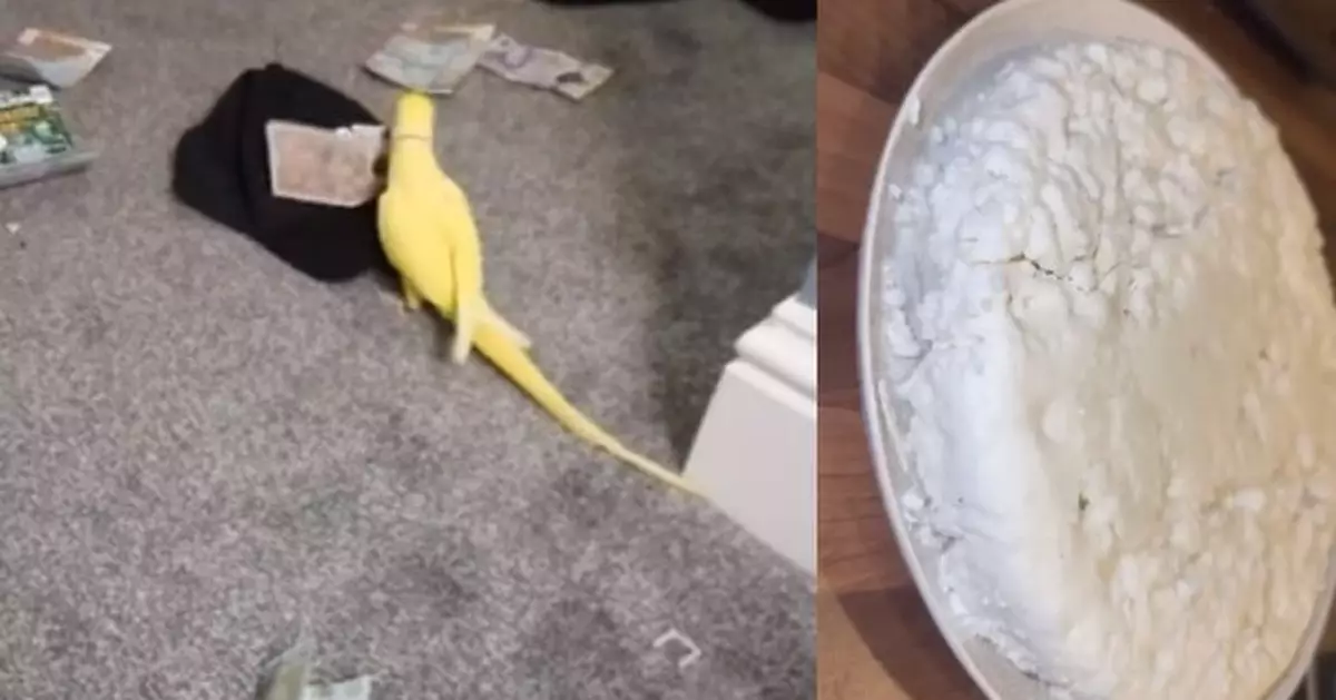 寵物鸚鵡講「販毒黑話」意外出賣飼主 英警憑影片破獲犯罪集團拉15人