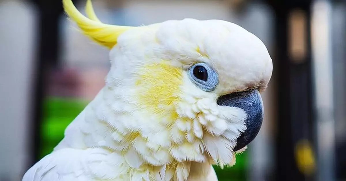 澳洲研究揭鳳頭鸚鵡識30種舞蹈動作 17招首獲科學記錄