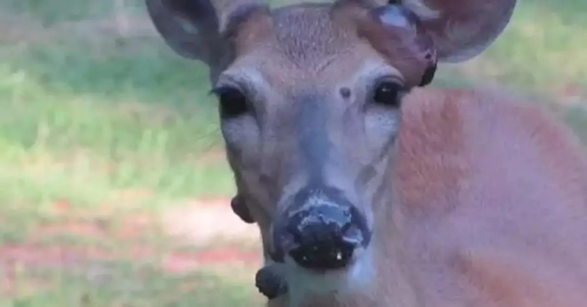 繼「黑角變異兔」美國再現染病毒長腫瘤「變異鹿」疑氣候變化蚊蟲激增導致