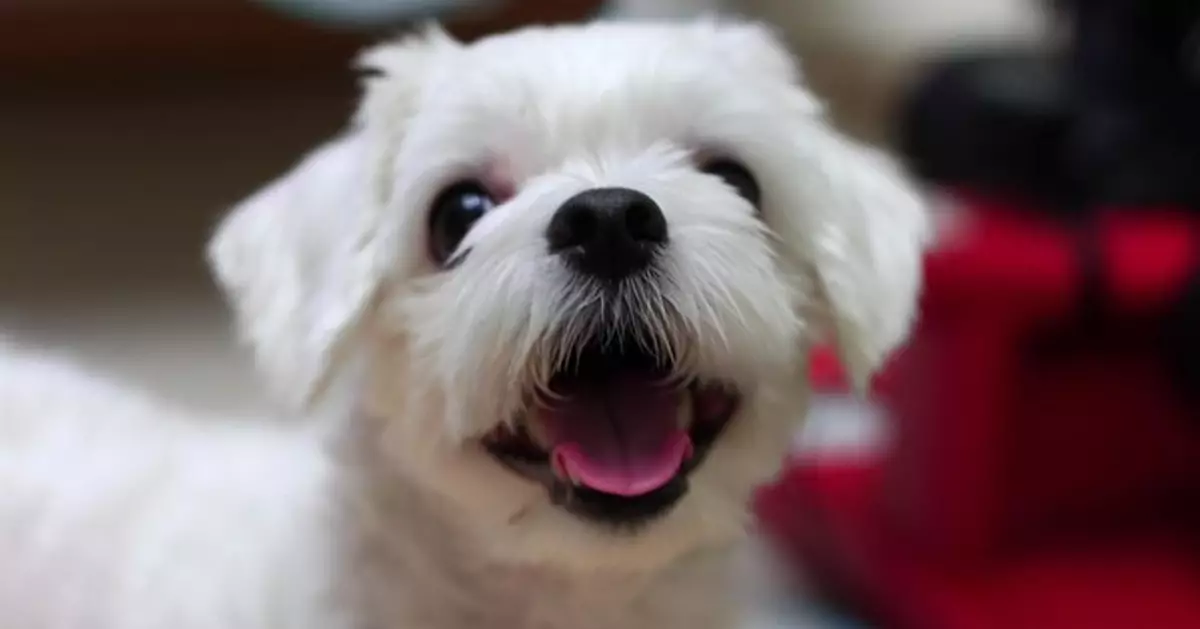 南韓薄餅店老闆娘將狗狗關進凍櫃 否認虐待怕牠熱死