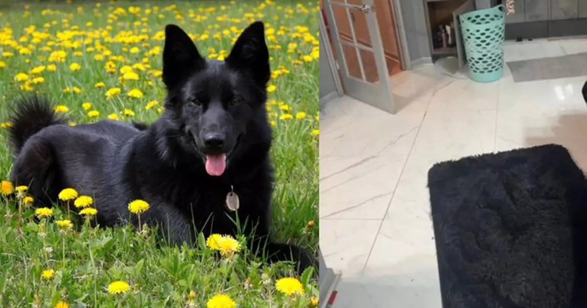 7秒內找找狗狗在哪裡？網瘋傳視覺挑戰圖考起眼力！