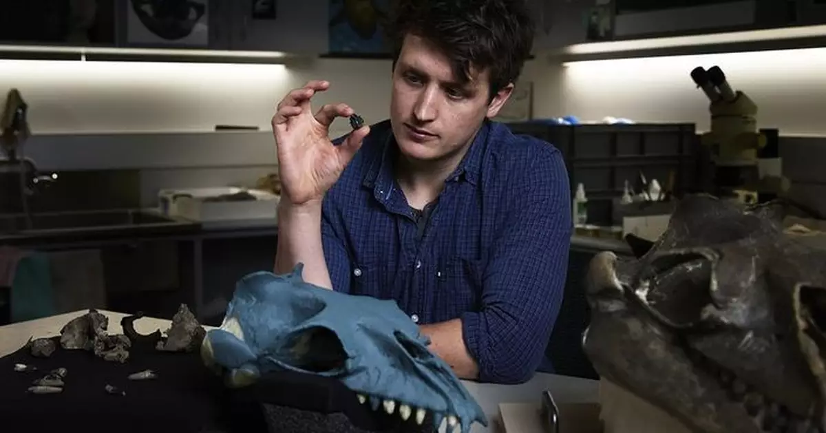 澳洲發現新物種「鯊魚鯨」化石 被認為係鯨魚遠古祖先