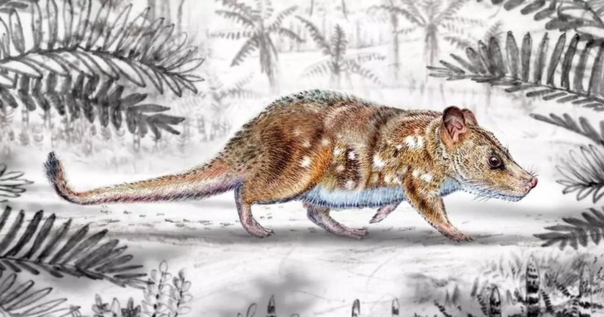 與恐龍同時代體型迷你似老鼠 智利挖到7400萬年前「壓縮耶瑟獸」化石