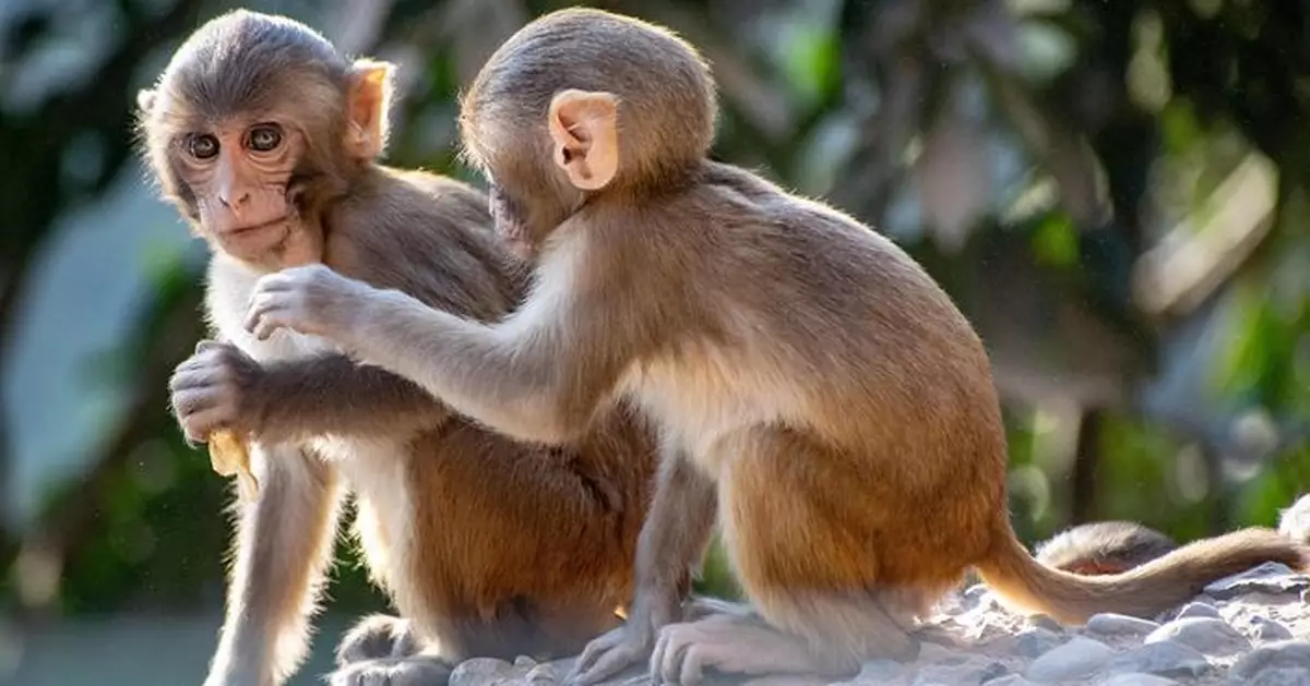 猴群暴動攻佔城市！泰國羅布里百隻獼猴逃脫 闖民宅、翻車搶物畫面曝光