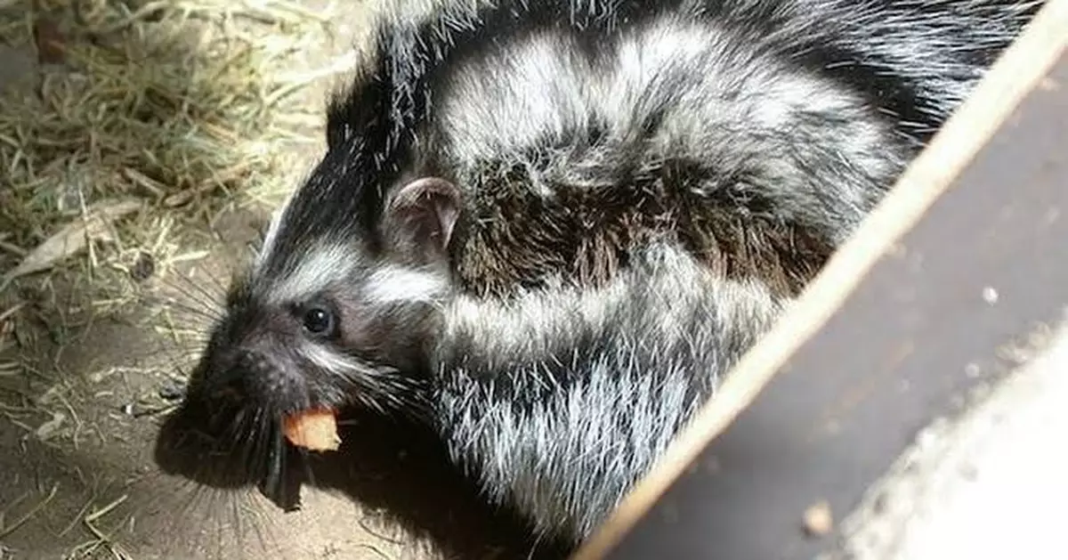 全球唯一毒性齧齒動物揭密 非洲冠鼠「吸毒並自塗」設保護層