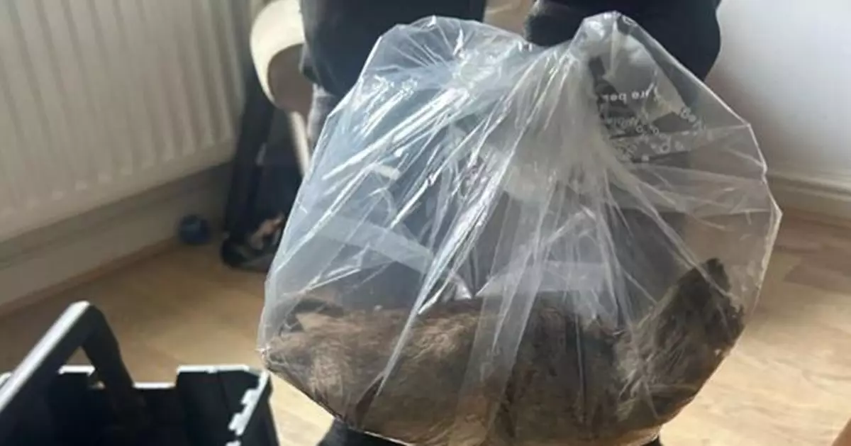 英國驚現「巨鼠王」！體長56釐米堪比小型犬 居民怒轟市府擺爛