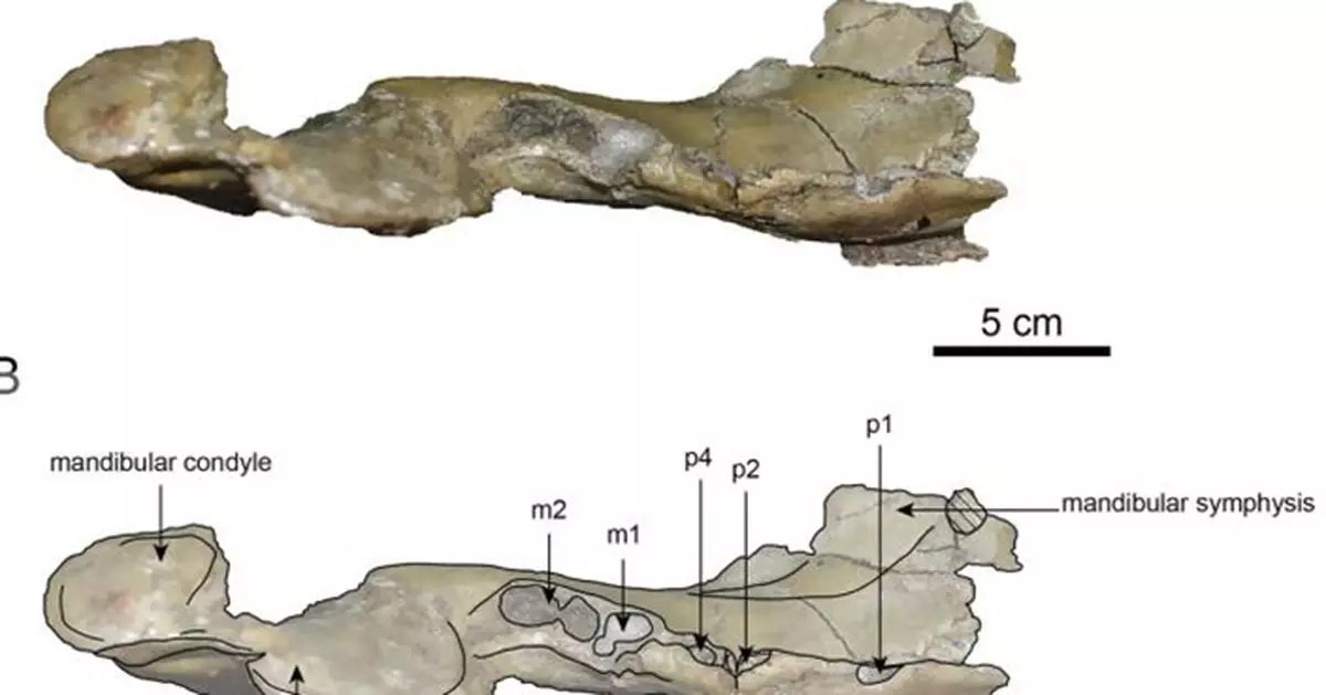 日本出土1600萬年「新索齒獸」化石！  屬全球第4例
