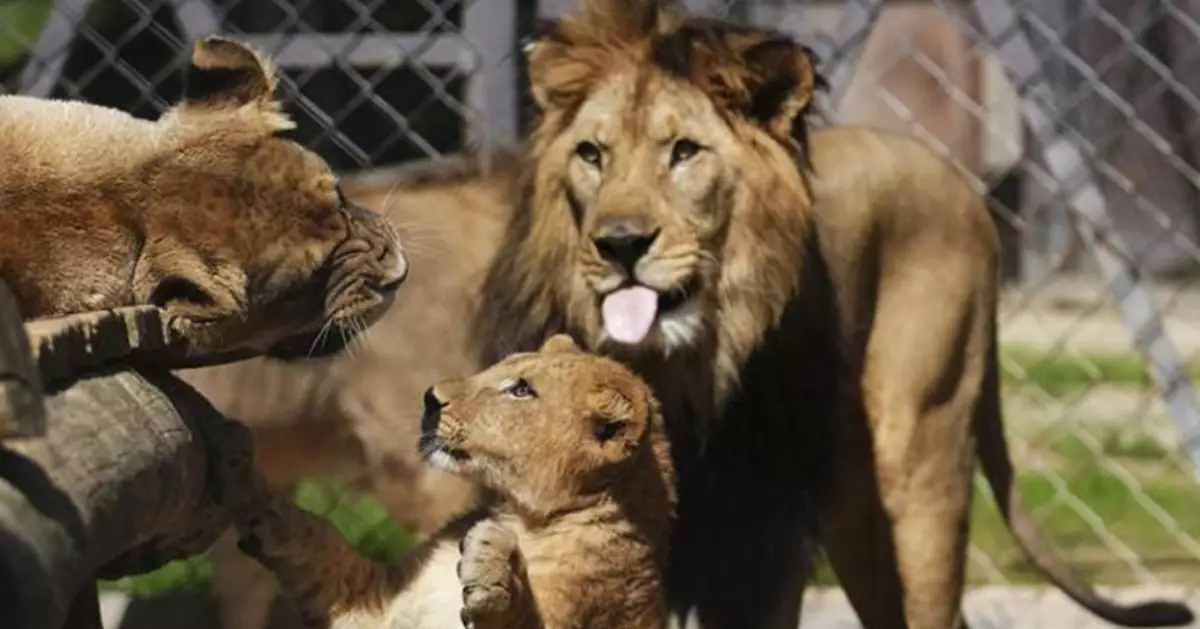 野外滅絕獅種迎希望！捷克動物園誕4隻巴貝里獅幼崽 全球僅存不到200隻