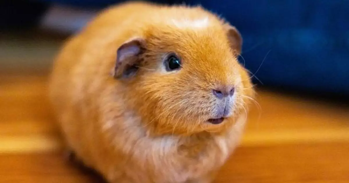 動保變虐殺！澳洲囚犯當動保義工   竟偷殺天竺鼠回監獄煮食