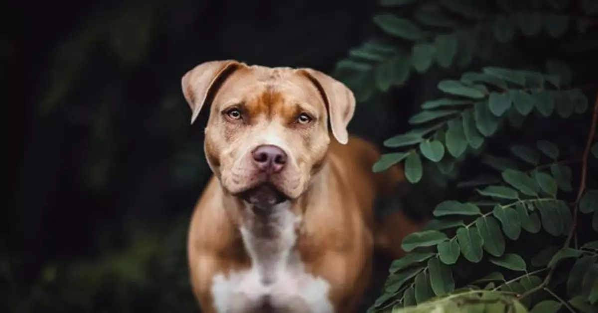 鄰居惡犬奪命！印度55歲男下體遭比特犬撕咬當場喪命