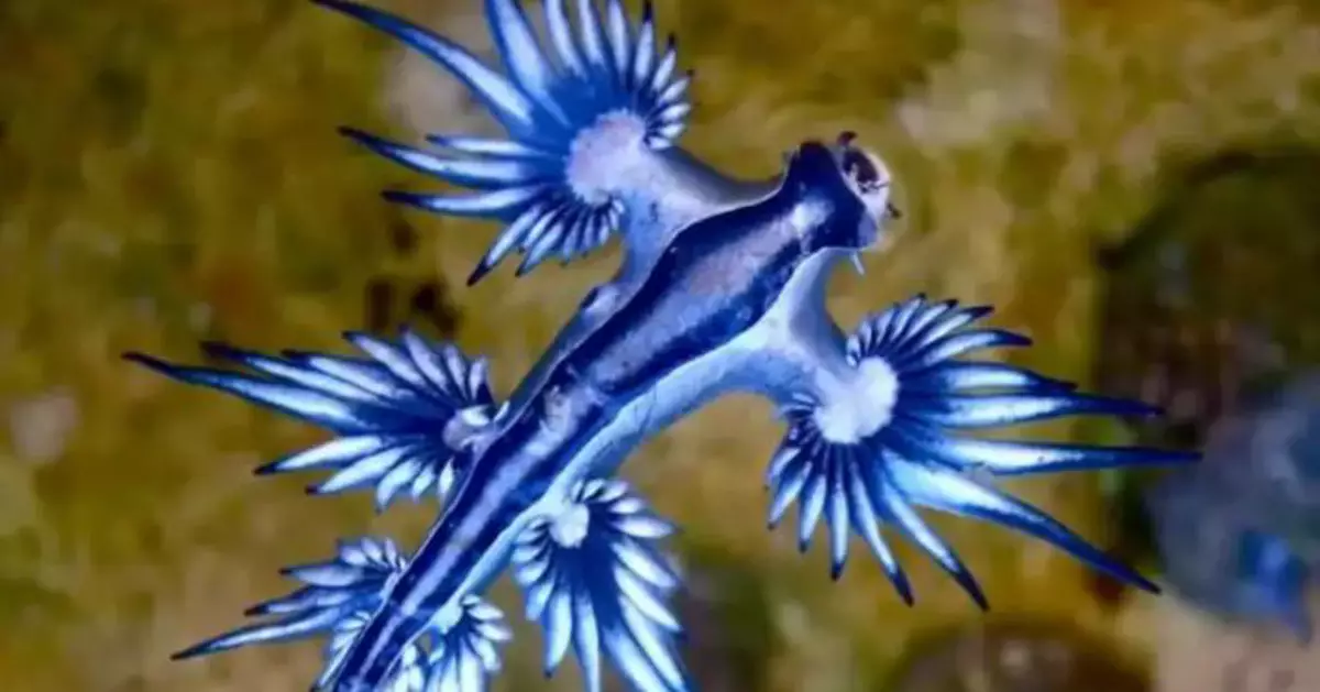 西班牙海岸驚現「藍龍入侵」！政府急封海域 專家警告：觸碰可能致命