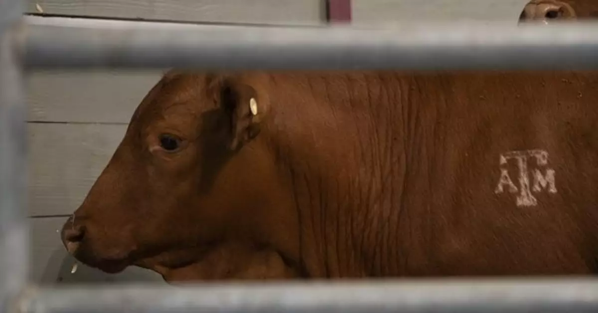 鑽肉食人蠅入侵美國！馬里蘭州首現「新世界螺旋蠅」人類感染病例