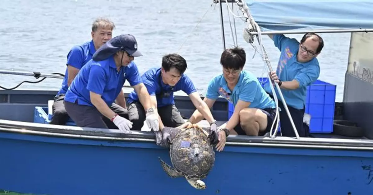 漁護署在香港南面水域將一隻玳瑁放歸大海