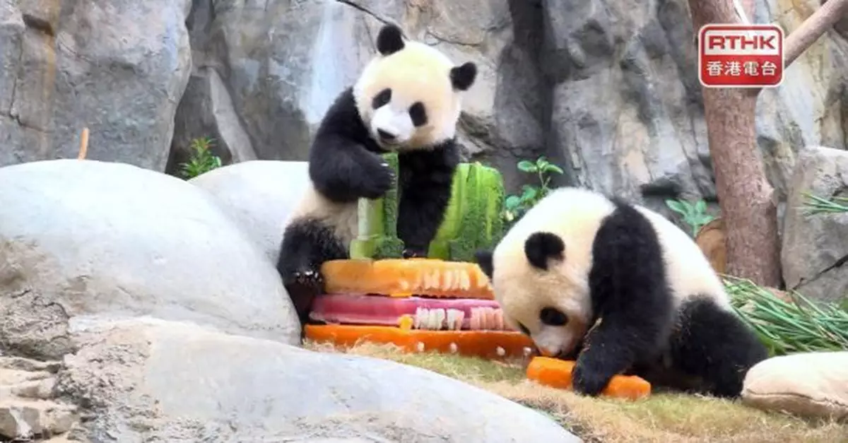 本港上月旅客按年增12%　大熊貓龍鳳胎一歲生日宣傳活動展開