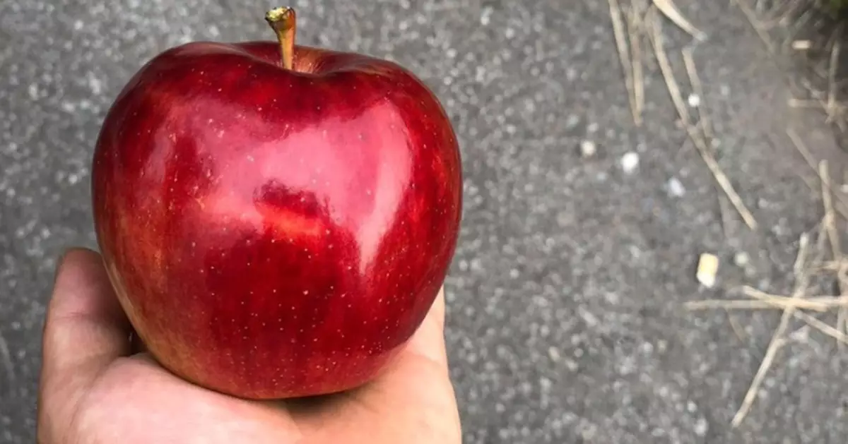 日人獲農家贈新鮮蘋果色澤亮麗似「寶石」引網民驚呼：像童話中毒蘋果