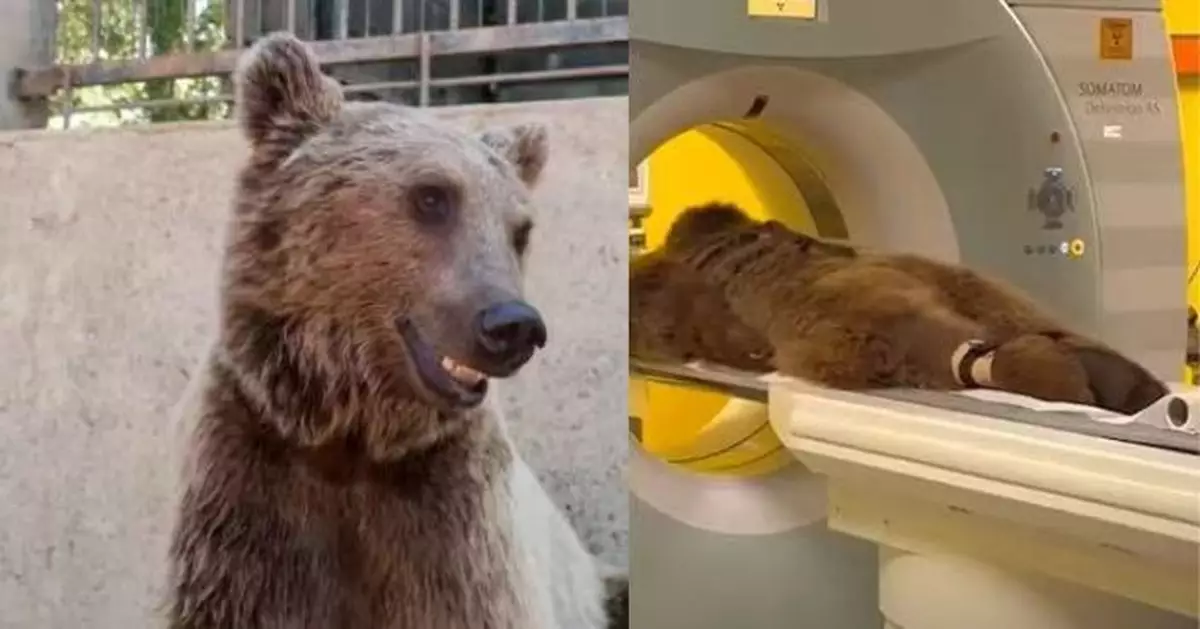 狂食生果撐壞肚 土耳其餵食棕熊胃部不適被送去做CT 園方：已非首次