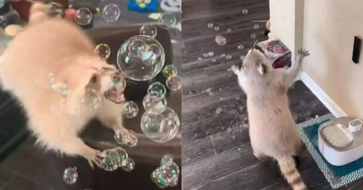 首次玩泡泡超好奇 可愛浣熊揮小手猛抓狂追四處跑畫面超療癒