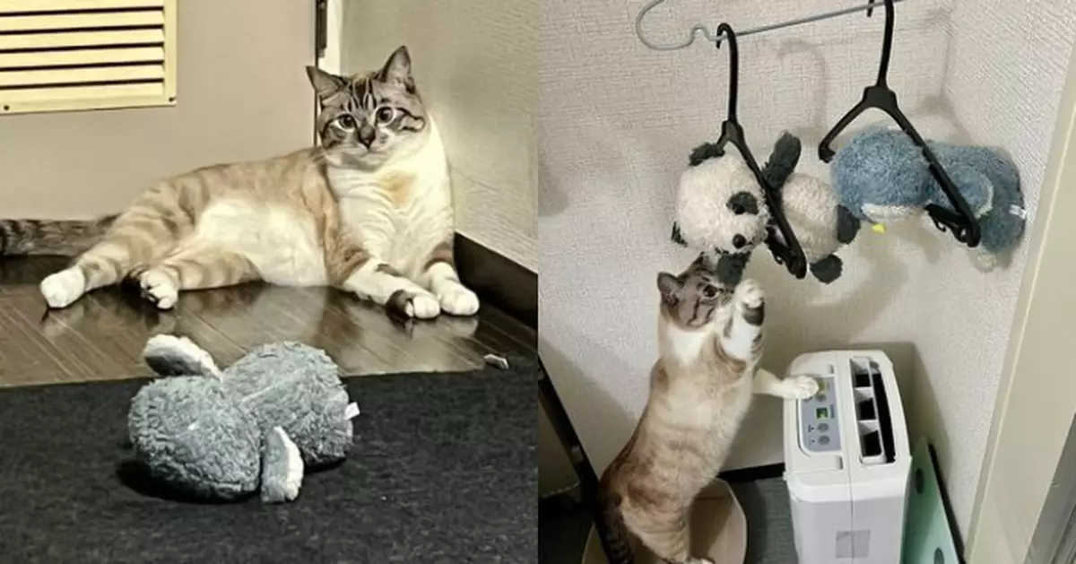 心愛公仔被清洗晾曬 萌貓急伸爪「營救」 逗趣反應融化網民