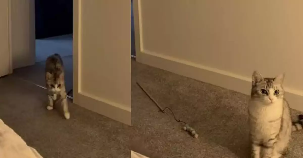 見飼主躲房間哭泣 暖心英短貓即叼來最愛逗貓棒「安慰」