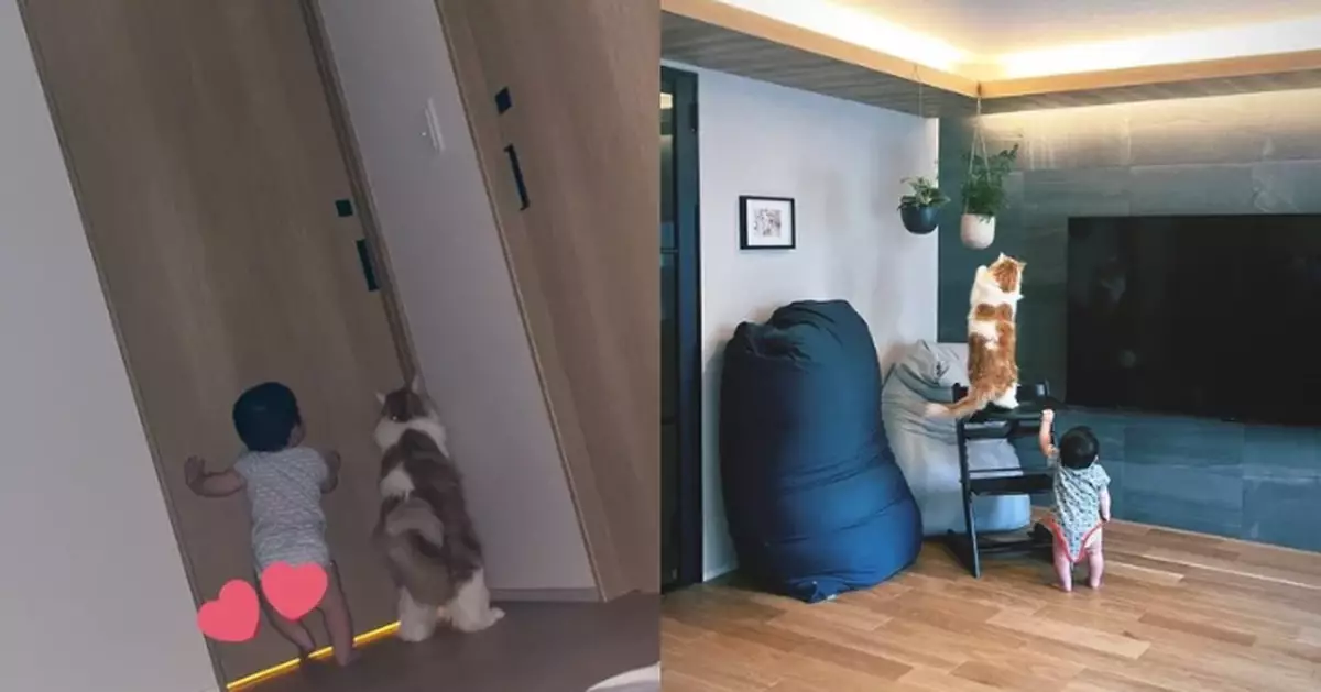 懸掛盆栽防破壞 日媽見1歲仔聯手寵物貓成功拆招「完美犯案」哭笑不得