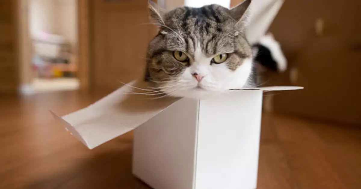 YouTube最受歡迎動物點閱達3.25億次 日明星貓Maru病逝 全球粉絲不捨哀悼