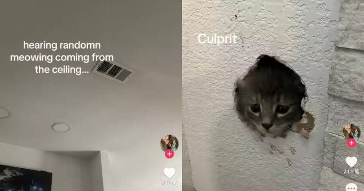 家中牆壁離奇傳出「喵喵聲」 女子循聲破牆救出2受困幼貓