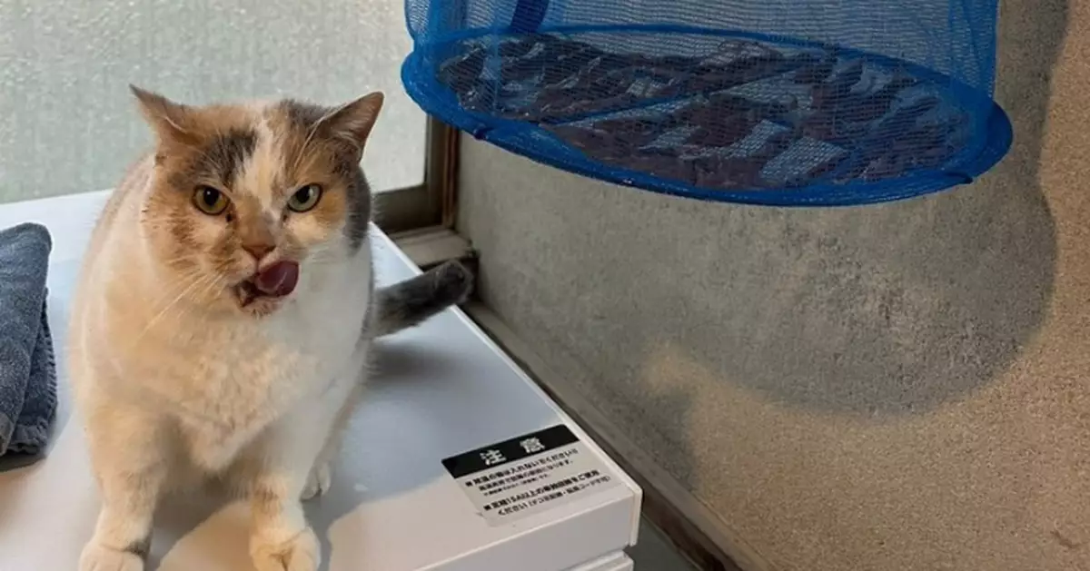 飼主曬烏賊乾 為食三花貓化身「試食員」狂舔斷正淡定舔嘴回味