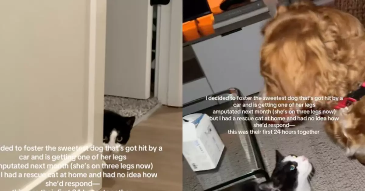 初見冷眼警戒 賓士貓見飼主新領養狗仔斷爪帶傷態度軟化主動撒嬌磨蹭