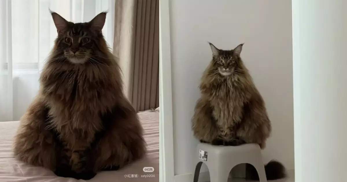 巴掌大體型愈見龐大！巨型緬因貓坐床上似足「山峰」霸氣十足