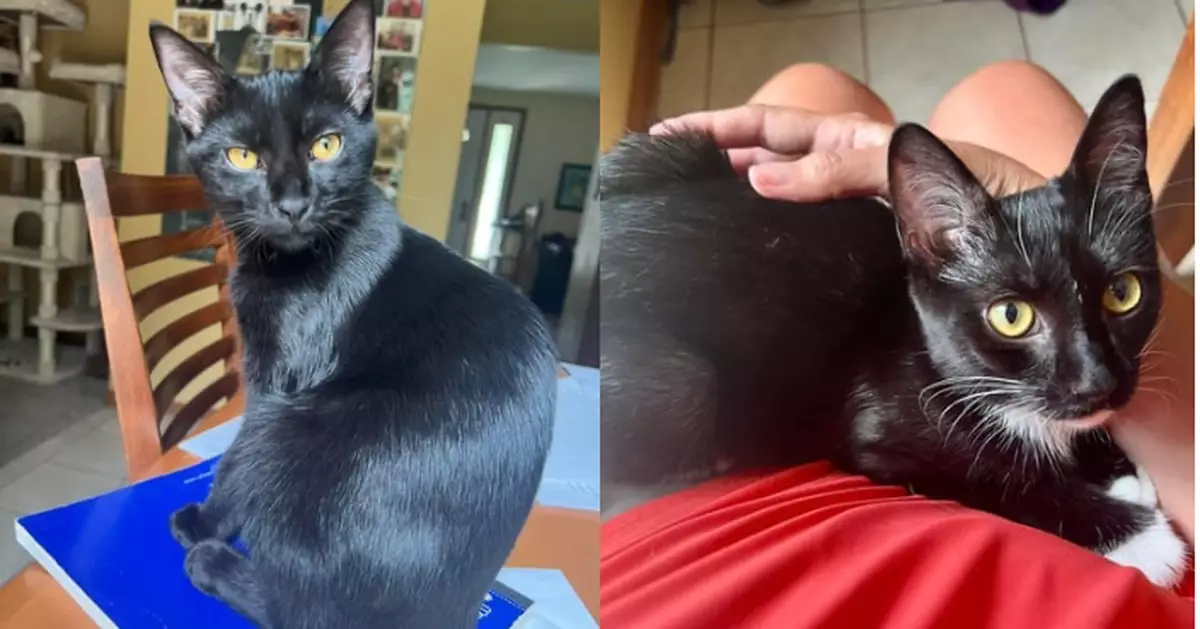 因身體出問題無人問津 美國2萌貓認養會上孤單縮籠內惹人憐