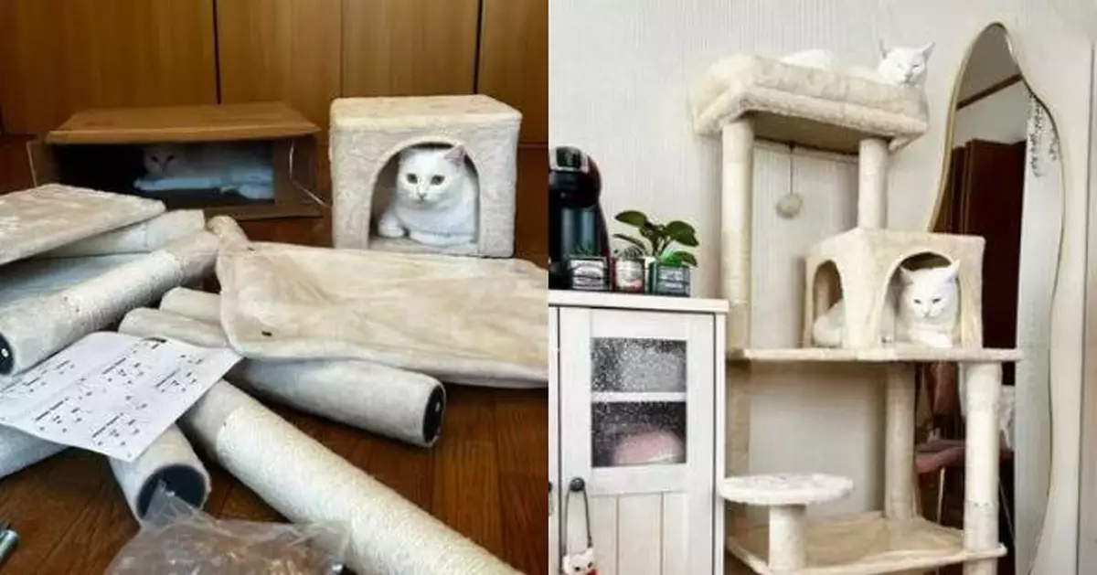 日飼主新買貓跳台準備組裝 2貓主子未等開工「搶先入住霸位」